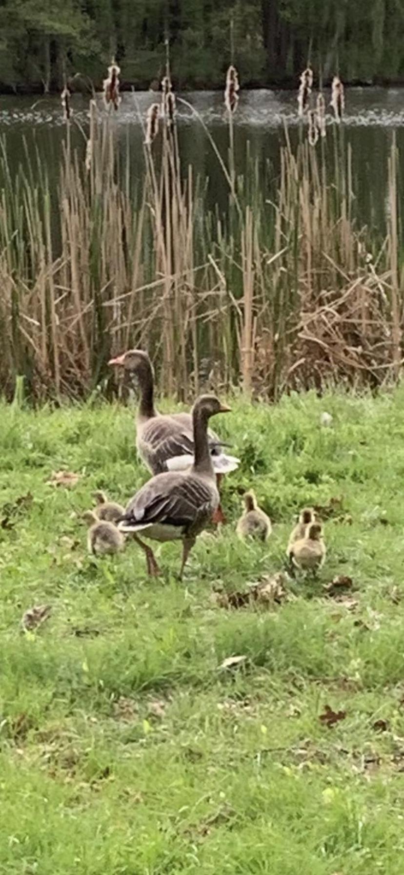 SPREEHOF Göbeln Lägenhet Grossdubrau Exteriör bild